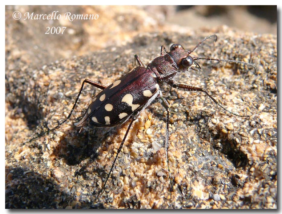 Omaggio alla pi bella cicindela di Sicilia: Calomera lugens